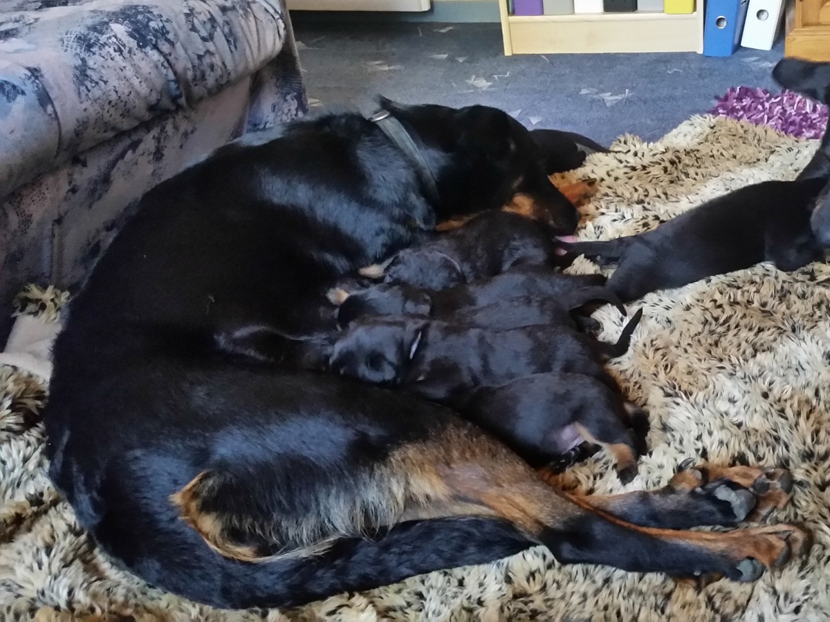 Seriöse Beauceron-Zucht in der Schweiz, Seriöse Beauceron-Züchter in der Schweiz, Passion Beauceron seit 1934, Beauceron-Welpen, Bosseron Welpen, Bosseron-Zucht, Bosseron Züchter, FCI-Papiere, Abstammungsurkunden der SKG, UCI-Papiere, SRZ-Papiere, Abstammungsurkunden SRZ/UCI
