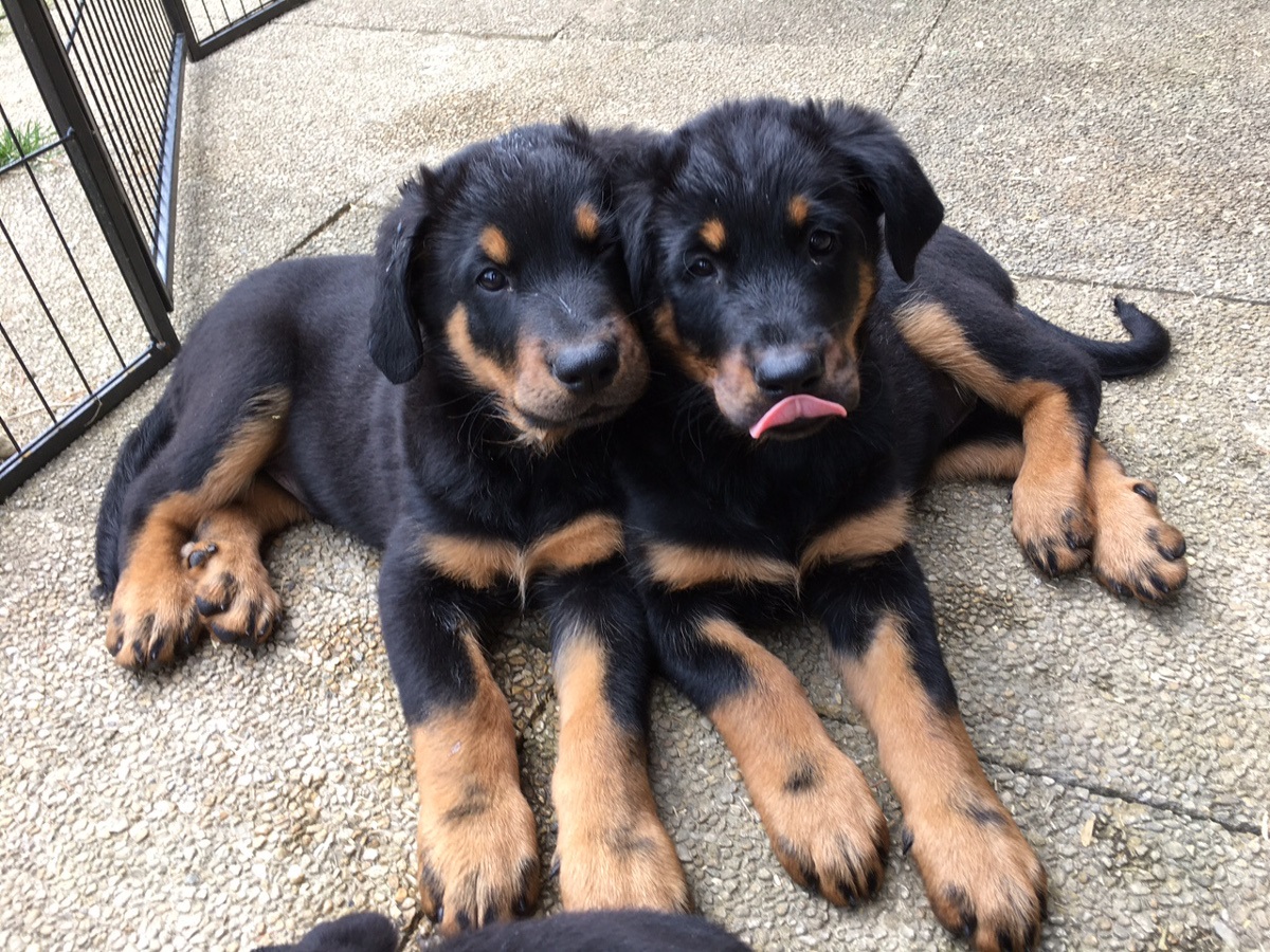 Seriöse Beauceron-Zucht in der Schweiz, Seriöse Beauceron-Züchter in der Schweiz, Passion Beauceron seit 1934, Beauceron-Welpen, Bosseron Welpen, Bosseron-Zucht, Bosseron Züchter, FCI-Papiere, Abstammungsurkunden der SKG, UCI-Papiere, SRZ-Papiere, Abstammungsurkunden SRZ/UCI